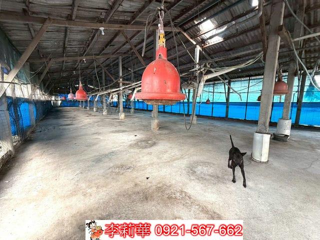 台南後壁畜牧場-9