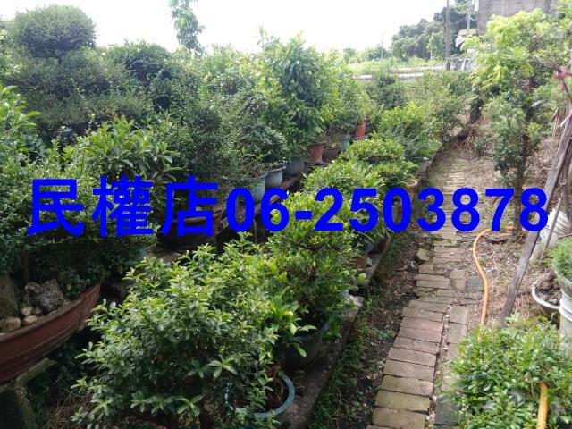 台南六甲農地-8