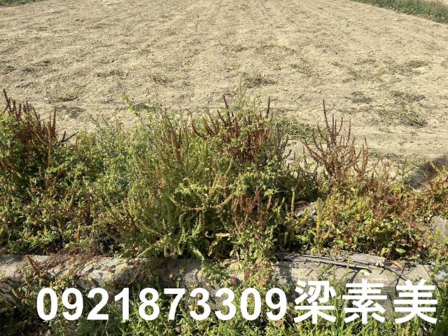 台南新化農地-2