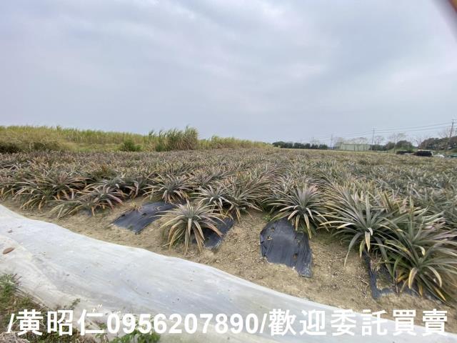 台南新市農地-3