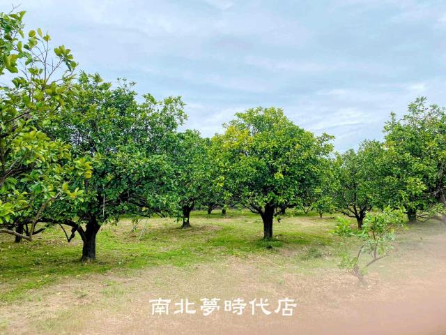 台南麻豆農地-3