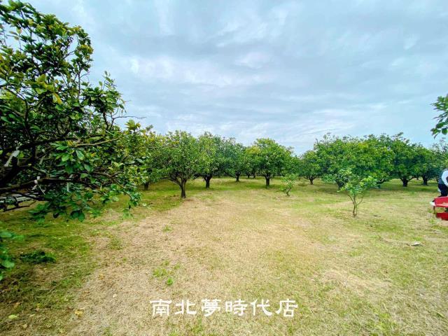 麻豆農地-6
