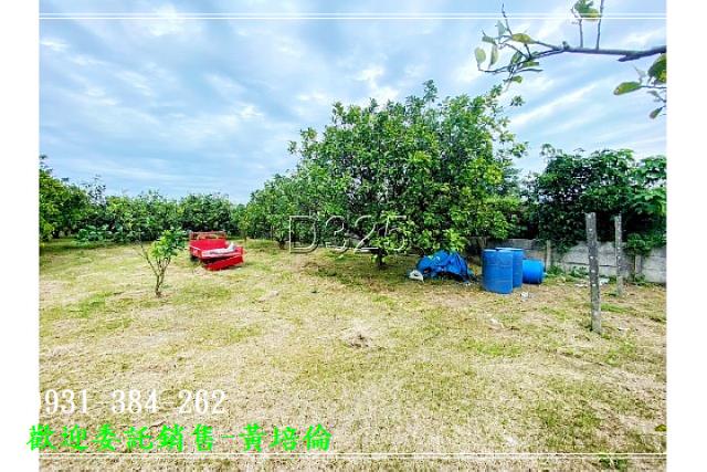 黎明中學柚子樹農地