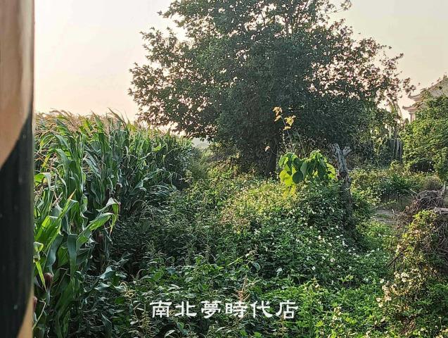 台南佳里農地-5