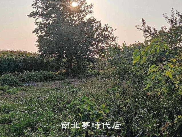 台南佳里農地-6