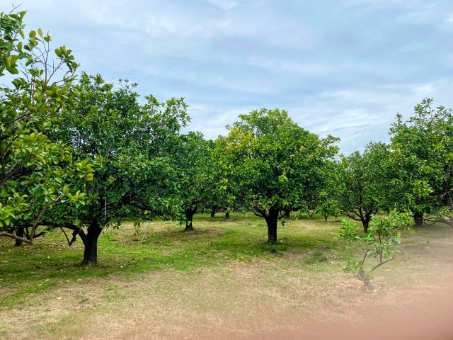 台南麻豆農地-4