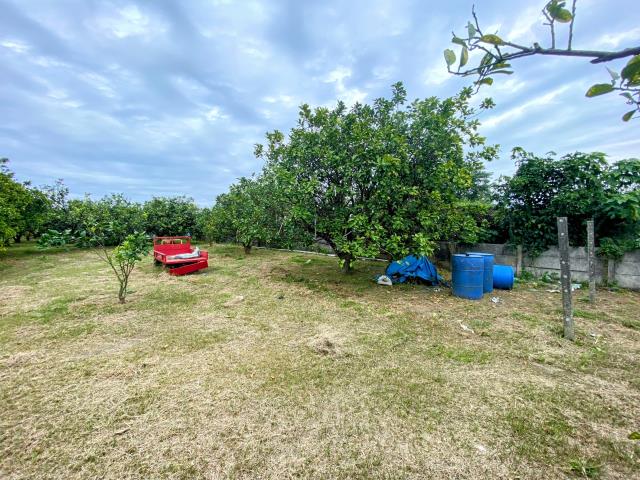 台南麻豆農地-6