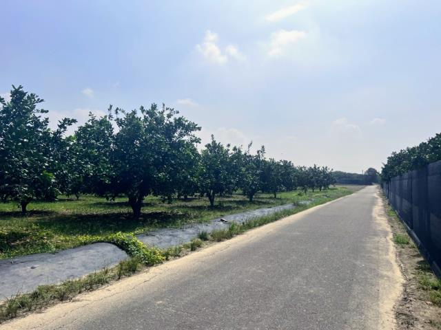 台南麻豆農地-6