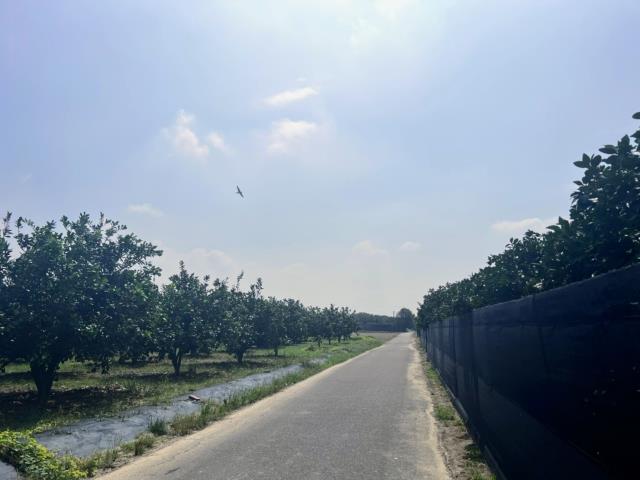 台南麻豆農地-7