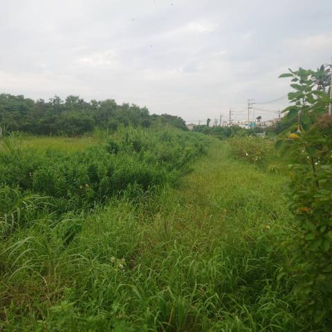 台南學甲農地-4