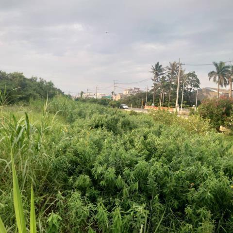 台南學甲農地-5