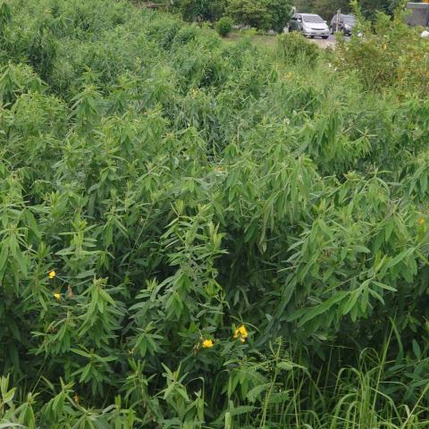 台南學甲農地-6