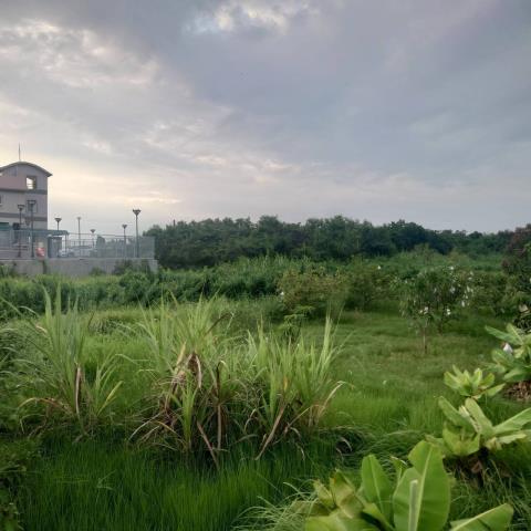 台南學甲農地-8