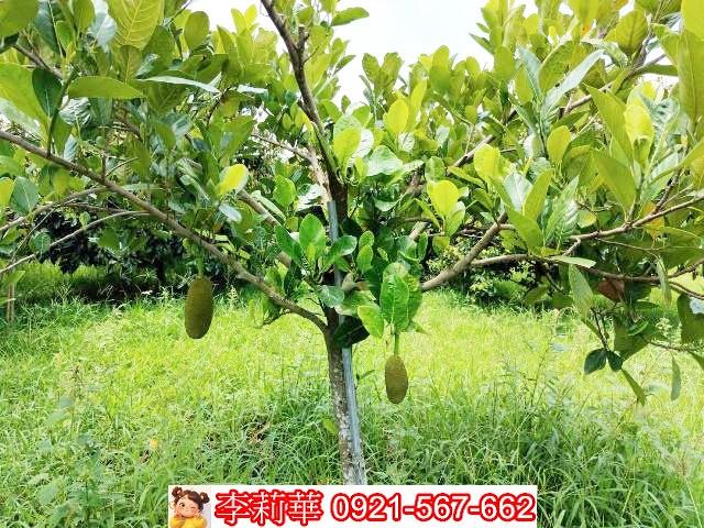 台南大內農地-10