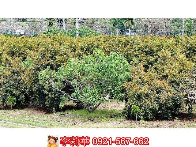 台南大內農地-7