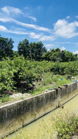 台南玉井農地-4