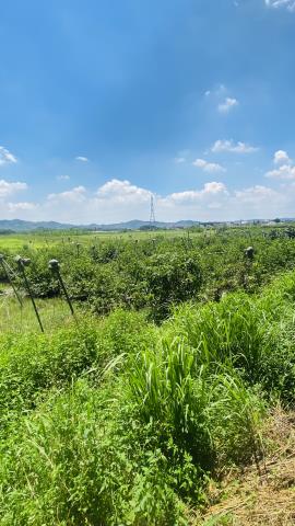 台南玉井農地-7