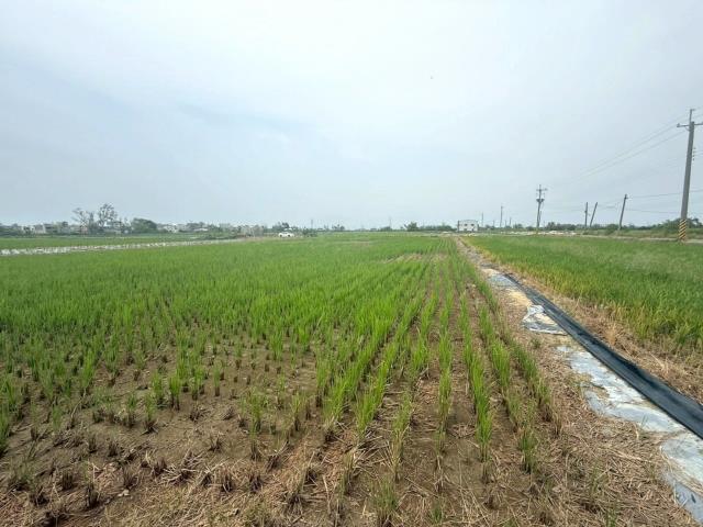 新營農地-3