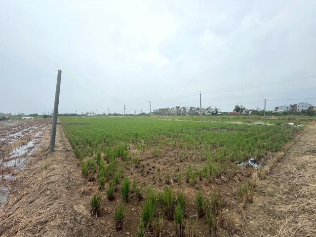 新營農地-5