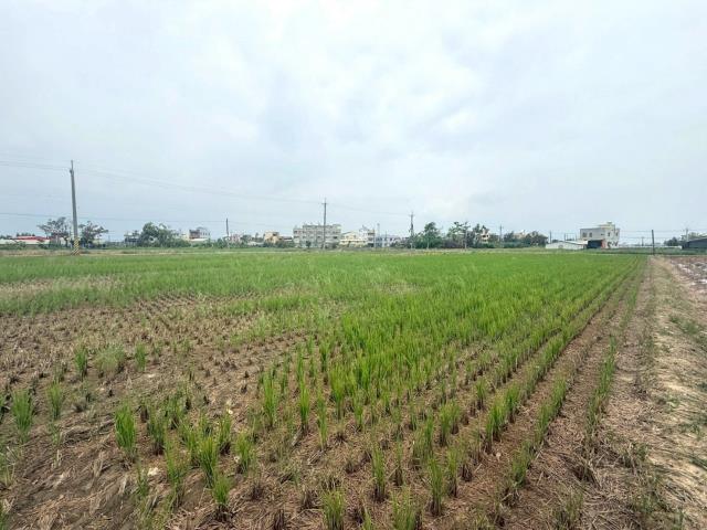新營農地-6