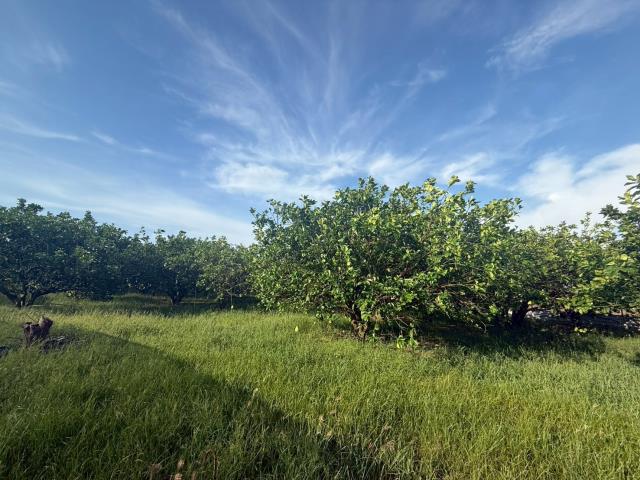 台南下營農地-1