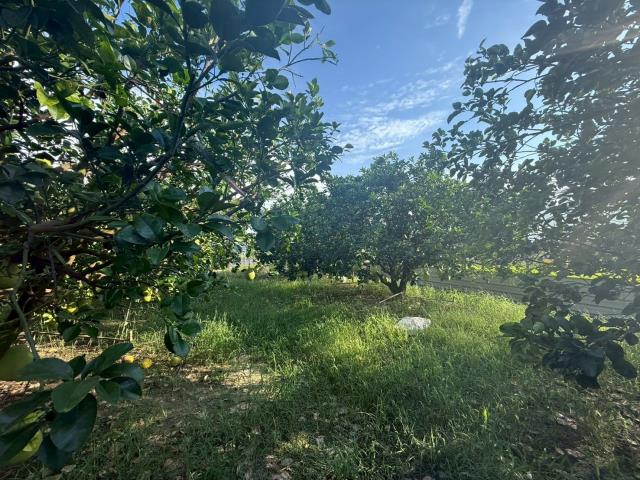 台南下營農地-2