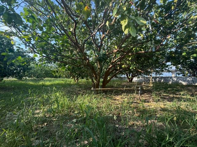 台南下營農地-3