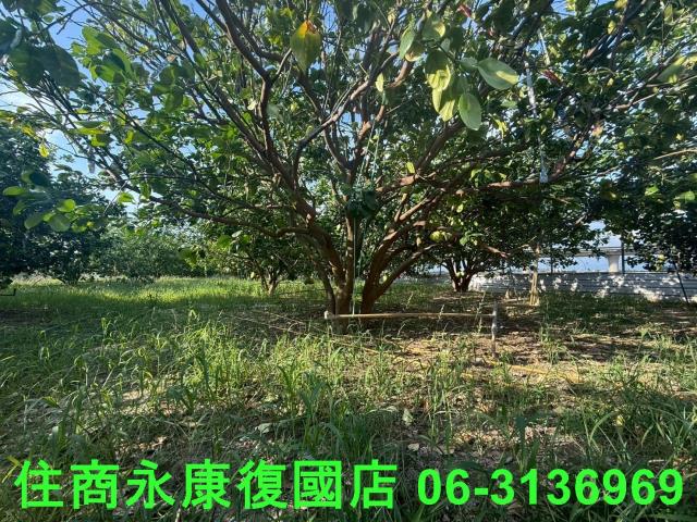 台南下營農地-3