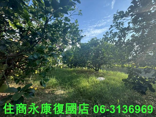 台南下營農地-4