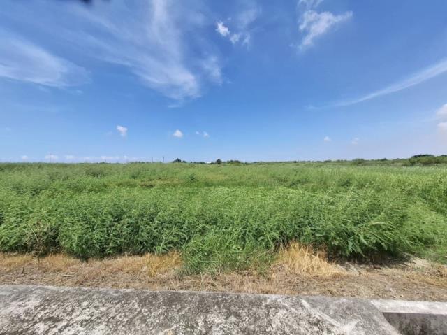 台南七股農地-2