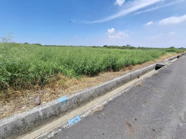 台南七股農地-3