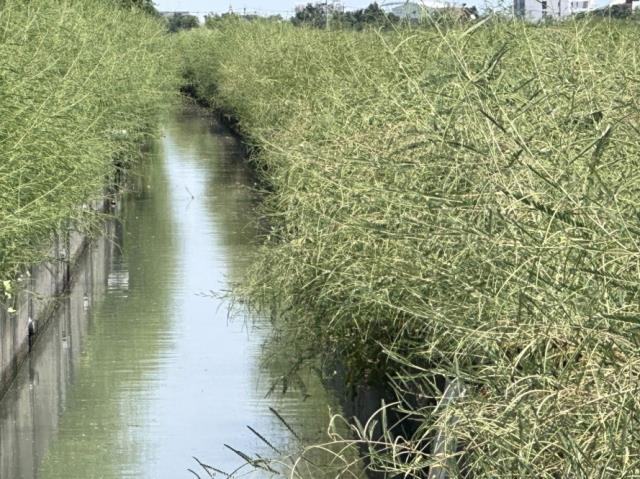 台南七股農地-8