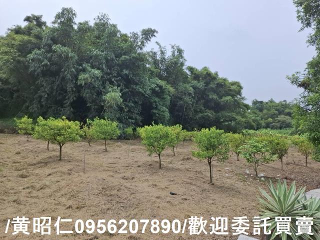 台南新化農地-2