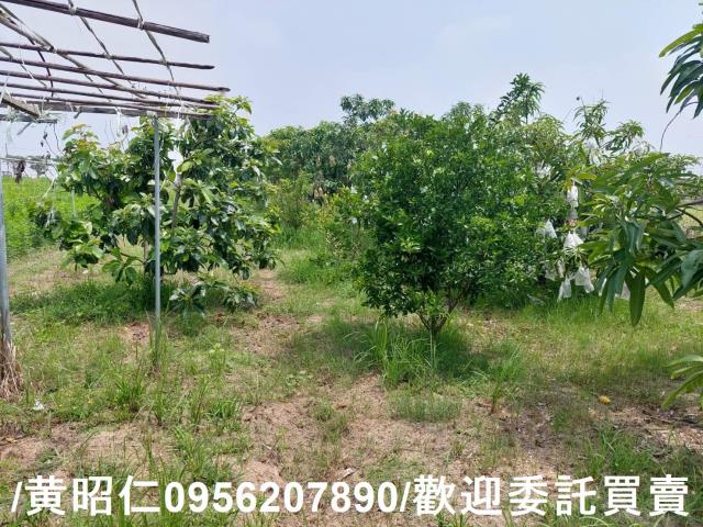 台南七股農地-15