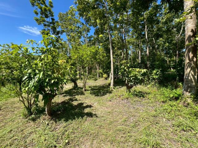 台南南化農地-1