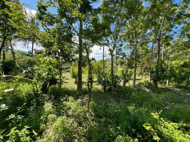 台南南化農地-5