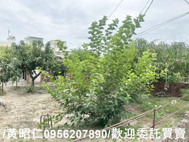 台南新市建地-2