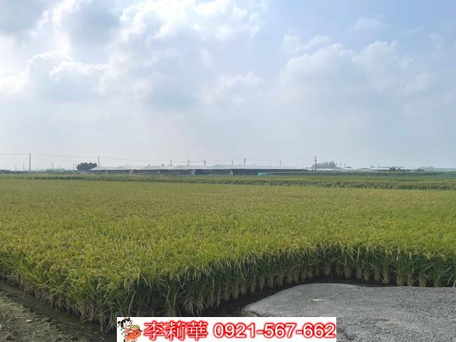 柳營農地-10