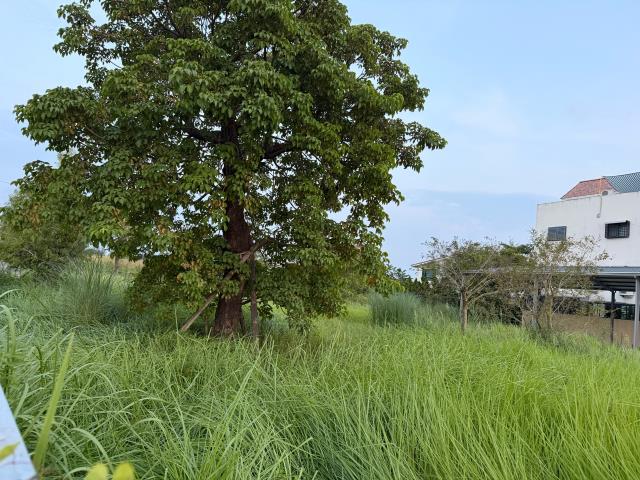 台南關廟農地-14