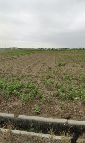 後壁農地拍賣-10